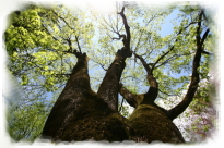 albero
