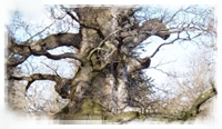 veteran tree man