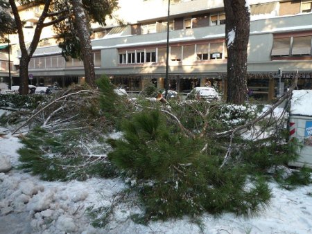 rami spezzati dalla neve