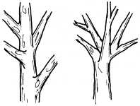 Distribuzione delle branche CORRETTA e SBAGLIATA