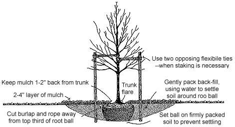 plant 1