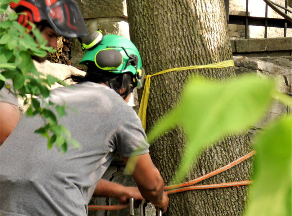 arbres montreal laval rive nord