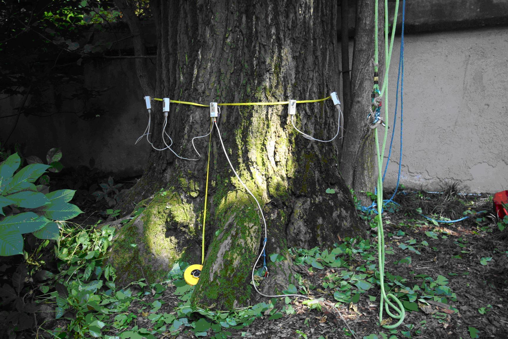 Ginkgo maschio