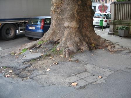 Platano prima interventi