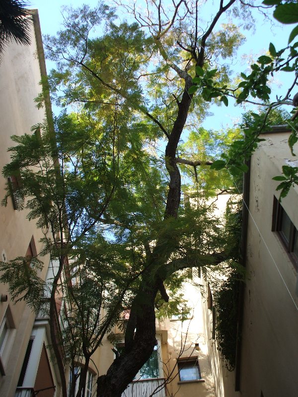 jacaranda darwin 1
