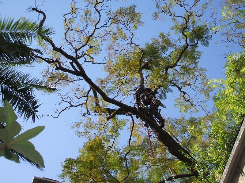 jacaranda darwin 6